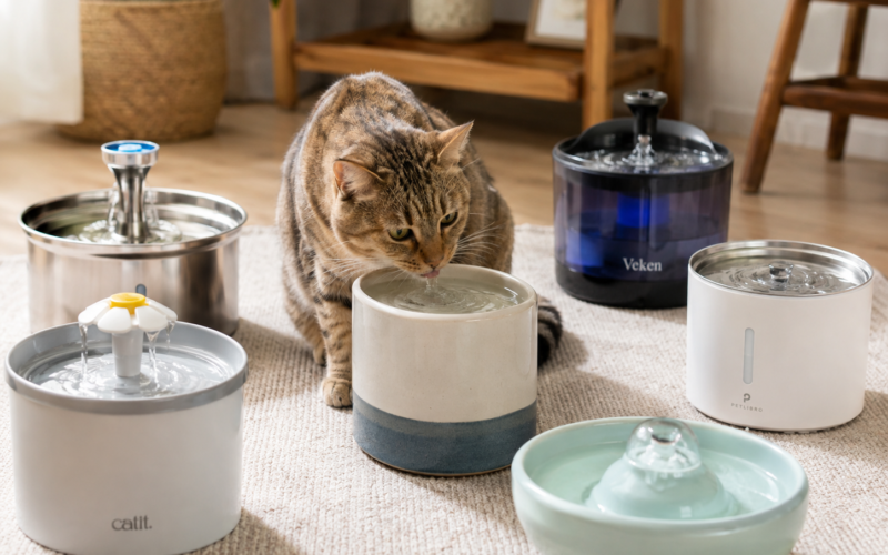 How to Get Your Cat to Drink More Water: 9 Practical Ideas